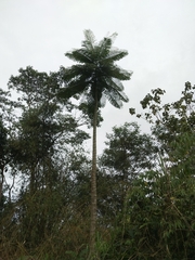 Schizolobium parahyba