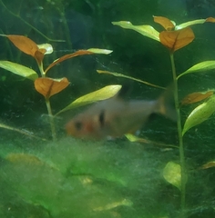 Hyphessobrycon eques