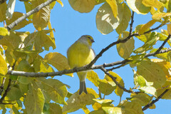 Carduelis citrinella
