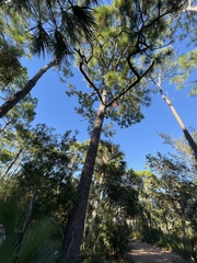Pinus elliottii