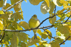 Carduelis citrinella