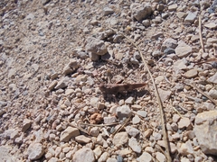 Oedipoda caerulescens