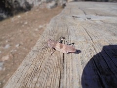 Oedipoda caerulescens