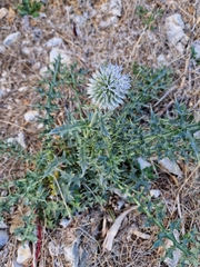 Echinops