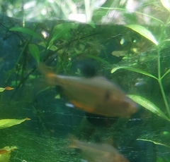 Hyphessobrycon eques