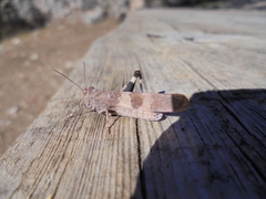 Oedipoda caerulescens