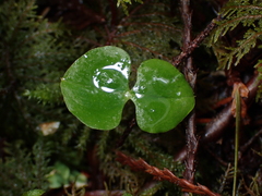 Neottia cordata