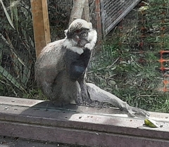 Cercopithecus erythrogaster