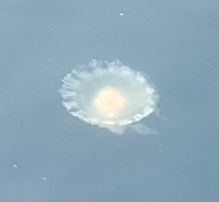 Phacellophora camtschatica