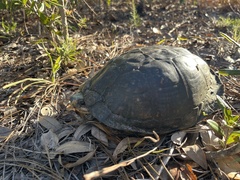 Terrapene carolina major