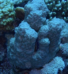 Porites rus
