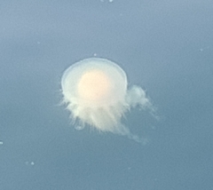 Phacellophora camtschatica