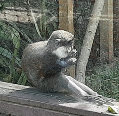 Cercopithecus erythrogaster