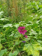 Malva