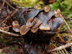 Ciboria rufofusca