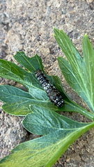 Papilio polyxenes rudkini