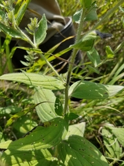Lithospermum occidentale