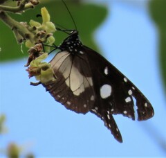 Amauris albimaculata
