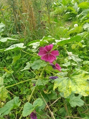 Malva