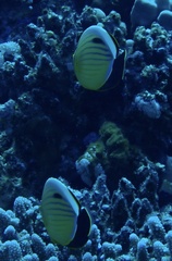 Chaetodon austriacus