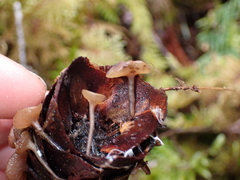 Ciboria rufofusca