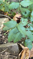 Rubus trivialis