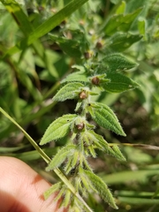 Lithospermum occidentale