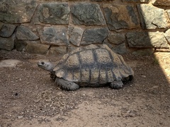Stigmochelys pardalis