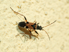 Beosus quadripunctatus