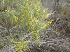 Acacia euthycarpa
