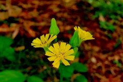 Youngia japonica