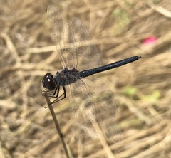 Selysiothemis nigra