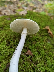 Amanita suballiacea