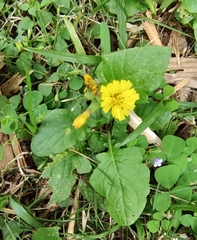 Youngia japonica