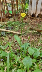 Youngia japonica