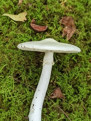 Amanita suballiacea
