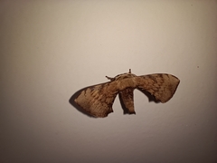 Lepidoptera