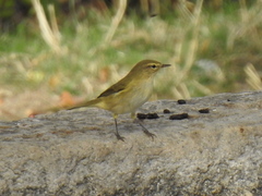 Phylloscopus collybita