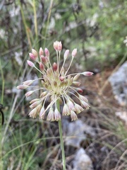 Allium tenuiflorum