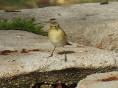 Phylloscopus collybita