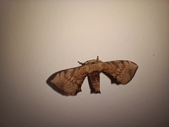 Lepidoptera