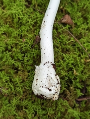 Amanita suballiacea