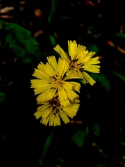 Youngia japonica