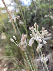 Allium tenuiflorum