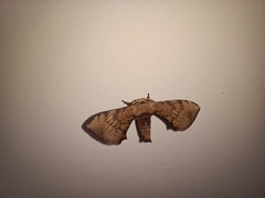 Lepidoptera