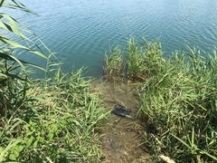 Lindenia tetraphylla