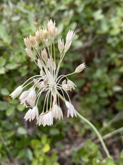 Allium tenuiflorum