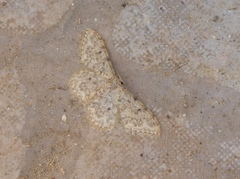 Idaea cervantaria