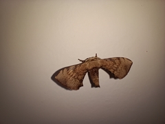 Lepidoptera