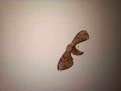 Lepidoptera